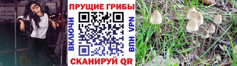 Галлюциногенные грибы GOLDEN TEACHER  Правдинск 